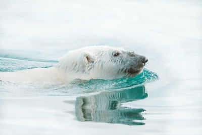 Polar bear swimming in the wild, arctic