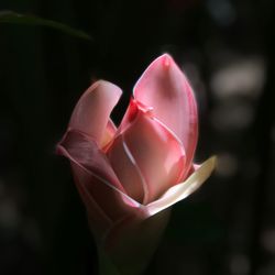 Close-up of pink tulip blooming outdoors