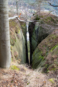 Scenic view of forest