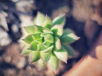 Close-up of plant