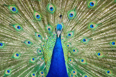 Close-up of peacock