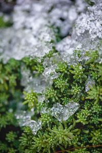 Close-up of water drops on plant