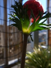 Close-up of red flowering plant
