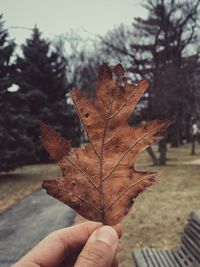 Cropped image of person holding maple leaf during autumn