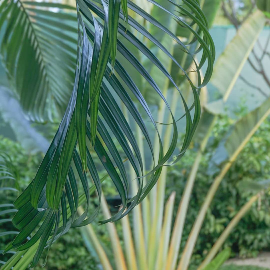 green color, growth, plant, close-up, nature, no people, focus on foreground, day, beauty in nature, leaf, selective focus, plant part, outdoors, pattern, grass, freshness, palm leaf, tree, field, palm tree