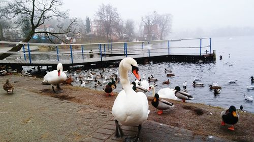 Swans and ducks on lake during winter