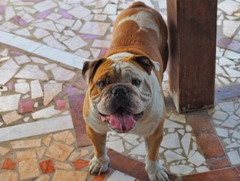 Close-up portrait of dog