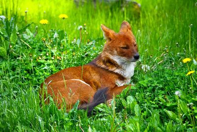 Portrait of a fox on field