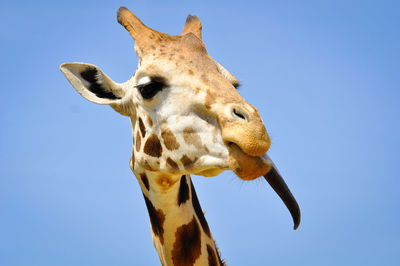 Low angle view of giraffe against clear blue sky