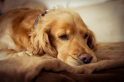 Close-up of dog lying down