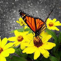 Close-up of insect on yellow flower