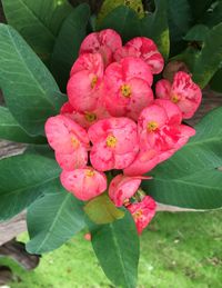 Close-up of pink flowers blooming outdoors