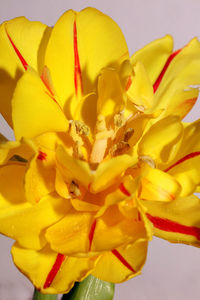 Macro shot of yellow flowering plant