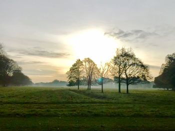 Trees on field against sky at sunset