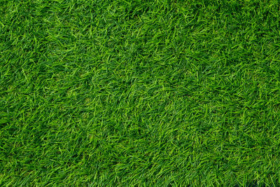 Full frame shot of grass