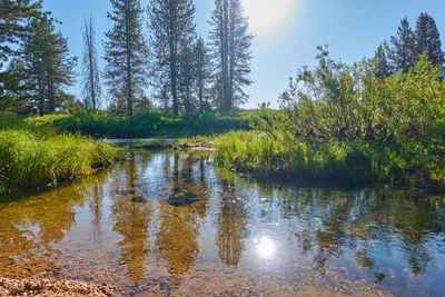 Scenic view of lake in forest against sky