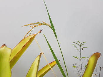 Close-up of fresh yellow plant against white background