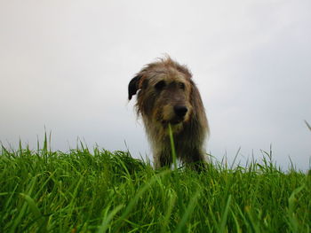 Portrait of dog on field