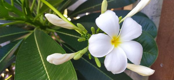 Close-up of white flowering plant