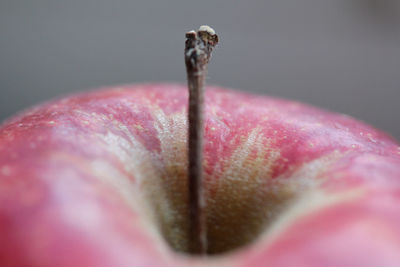 Close-up of water drops on pink flower