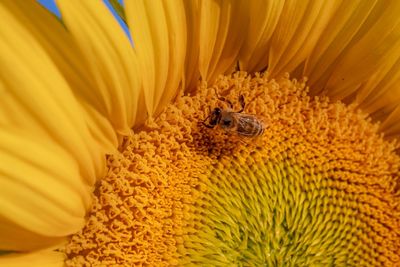 Close-up of honey bee on yellow flower