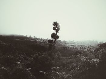 Trees on landscape against clear sky