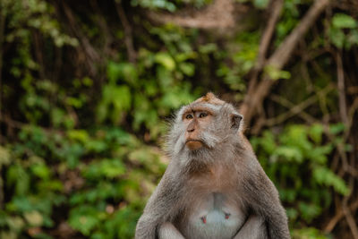 Monkey sitting on tree in forest