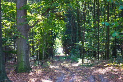 Trees in forest