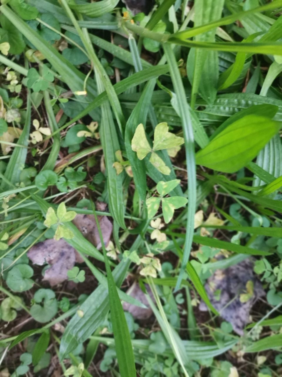 green, plant, growth, plant part, leaf, flower, nature, no people, herb, high angle view, beauty in nature, field, day, freshness, land, full frame, close-up, food and drink, food, outdoors, vegetable, backgrounds, produce, grass