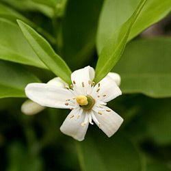 Close-up of white flowers