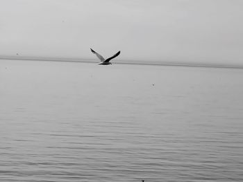 Seagull flying over sea