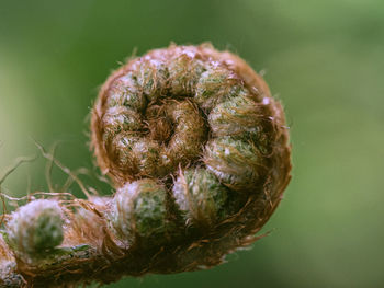 Close-up of wilted flower bud