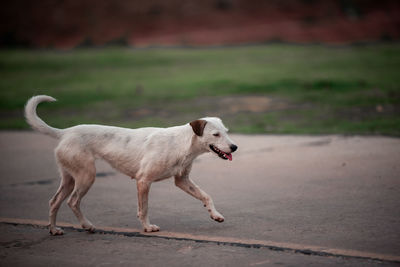 Side view of dog looking away