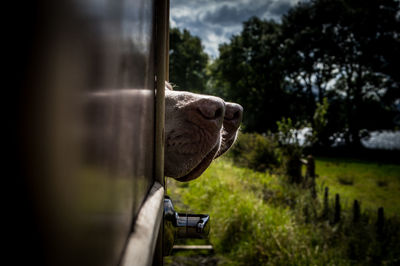 Close-up of dogs noses sticking out if a steam train window