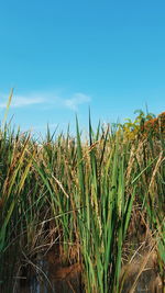 Close-up of corn field against clear sky