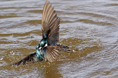 High angle view of birds fighting in river