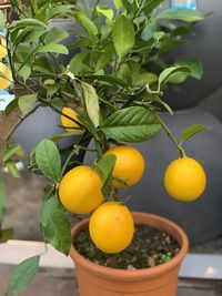 Fruits growing on plant