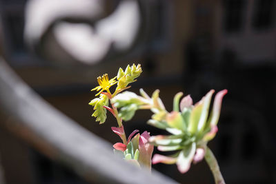 Close-up of flower bud