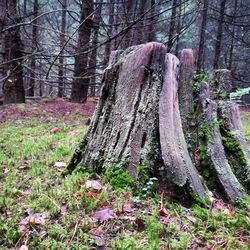 Trees growing on field in forest