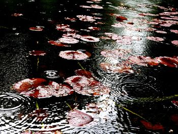 High angle view of leaves floating on water