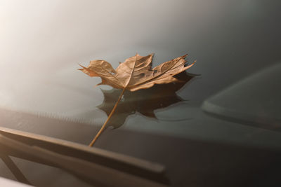 High angle view of dry leaf on table