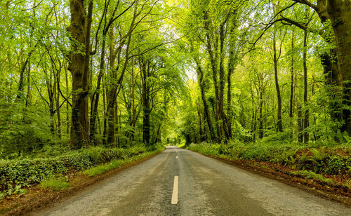 Country road amidst trees in forest