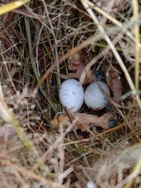 High angle view of eggs in nest on field