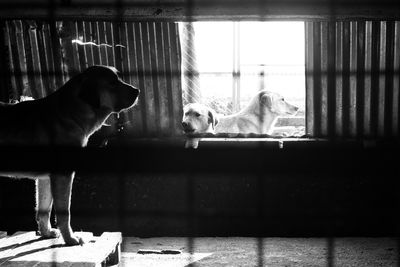 Dogs on window at home