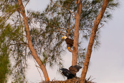 Low angle view of bird on tree against sky