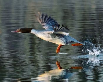 Side view of a bird flying over lake