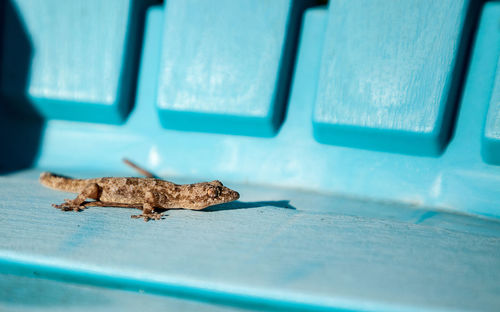 Close-up of insect