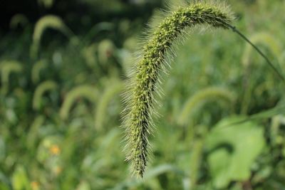 Close-up of plants