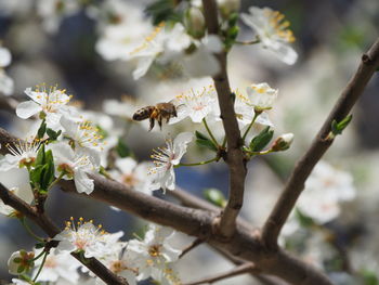 Close-up of bee on cherry blossom