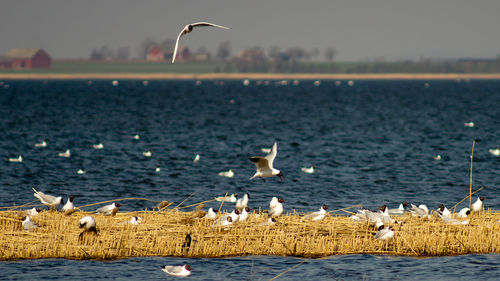 Flock of birds flying over sea